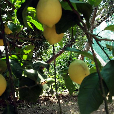 ויקו אקוונסה Agriturismo Nonno Luigino מראה חיצוני תמונה