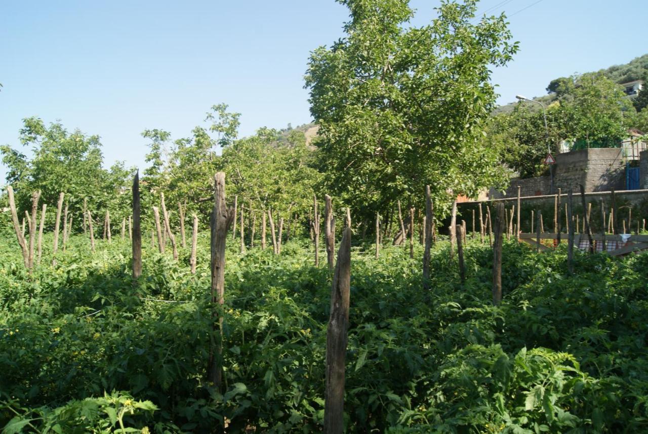 ויקו אקוונסה Agriturismo Nonno Luigino מראה חיצוני תמונה