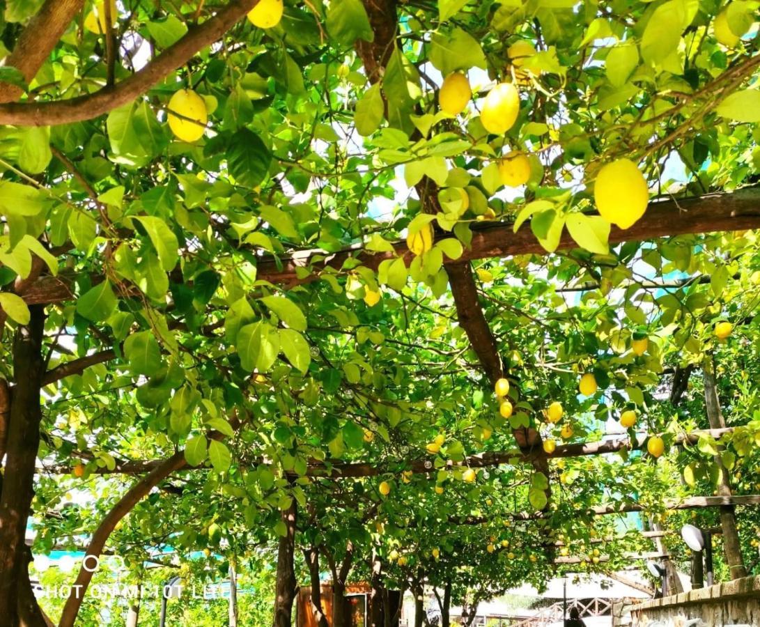 ויקו אקוונסה Agriturismo Nonno Luigino מראה חיצוני תמונה