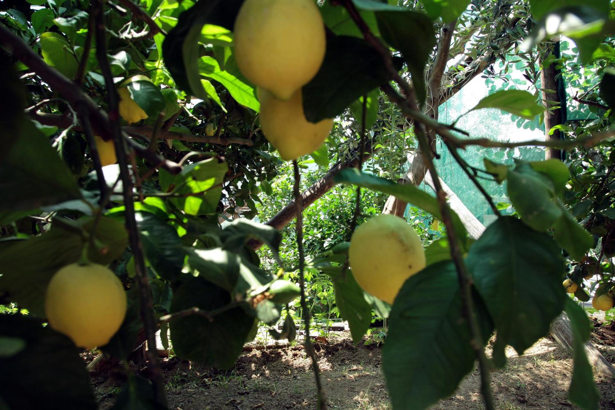 ויקו אקוונסה Agriturismo Nonno Luigino מראה חיצוני תמונה